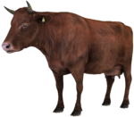 1413300096_150px-cow2.png.216bd06f57dd80773713434332468b61.png