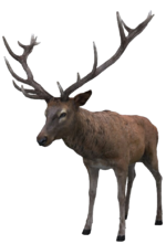 1413300140_150px-olen.png.cdd3f521bc72b2780e319d26e3a266d6.png