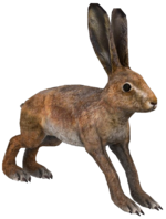 1413300144_150px-rabbit2.png.9d2536cde2a6ecf3f96465d20e259bda.png