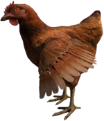 1413300385_150px-chicken1.png.9d54f47ce9c5aea7ec388eb98c880593.png