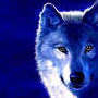 NightWolf