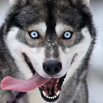 Huskys