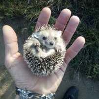 Evgeniy1983