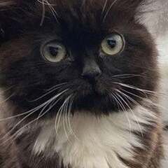 pepsocat